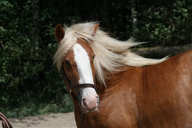 Irish Cob Postman Pat (Paddy) - Paddy og jeg, juni 08 billede 17