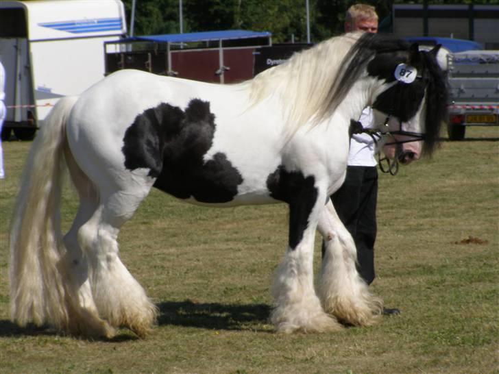 Irish Cob  Galloway of Cumro billede 18