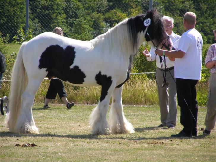 Irish Cob  Galloway of Cumro billede 19