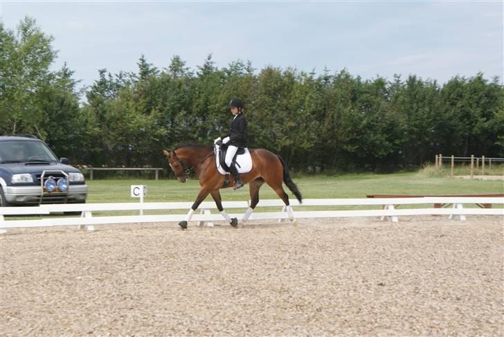 New Forest Odessa ( solgt) - til stævne i astrup ;b <3 (Lc1) billede 15