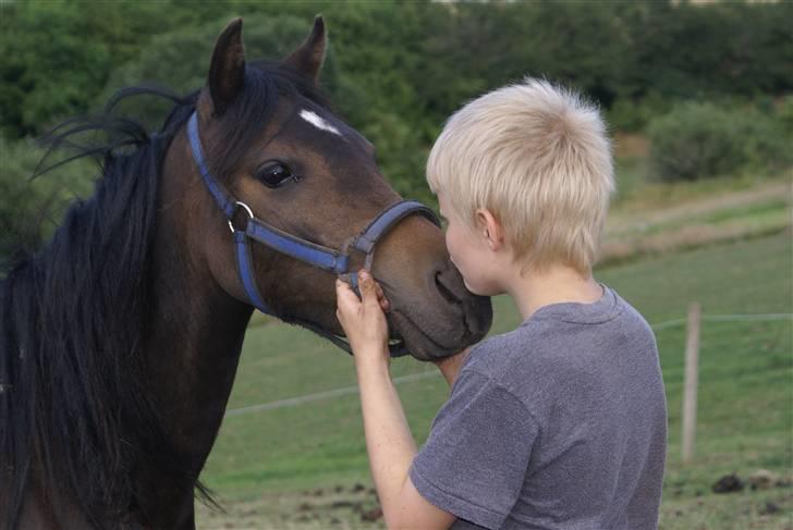 DSP Ahorns Mia Donna billede 17