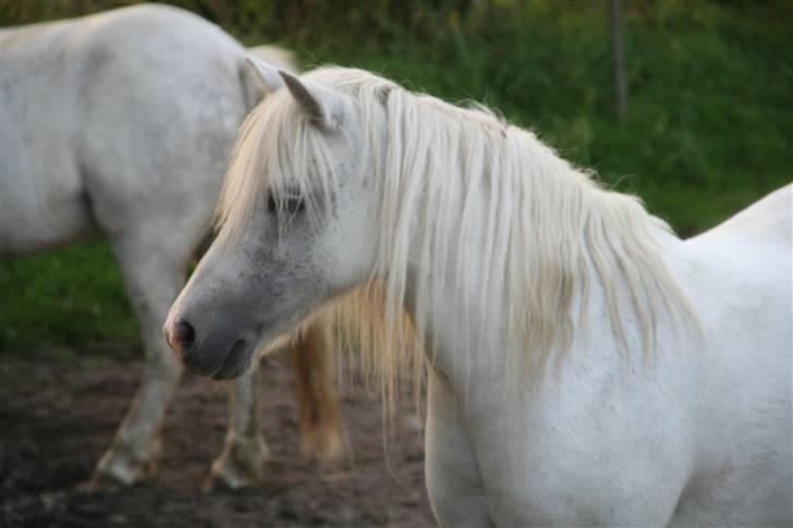 Welsh Mountain (sec A) Patricia billede 1