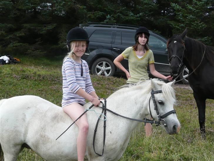 Welsh Mountain (sec A) Patricia billede 2