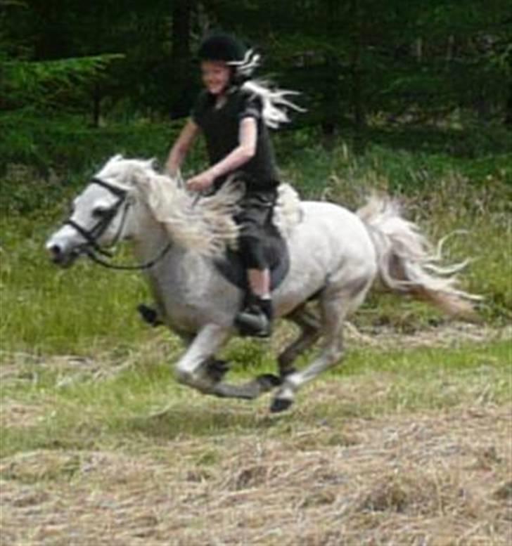 Welsh Mountain (sec A) Patricia billede 3