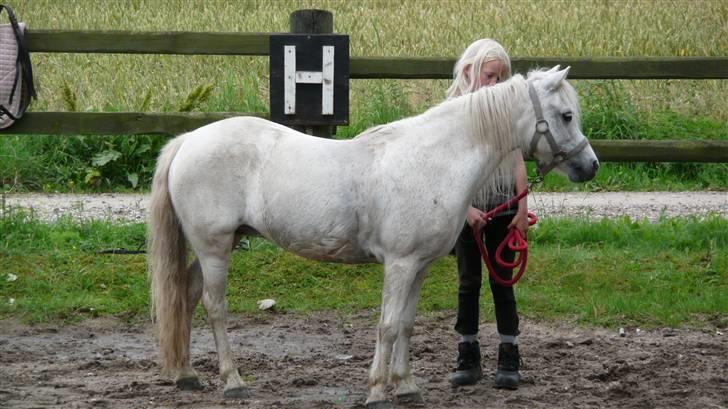 Welsh Mountain (sec A) Patricia billede 4