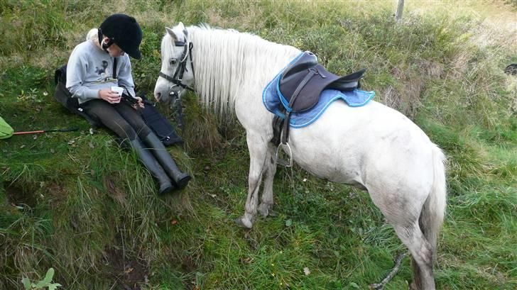 Welsh Mountain (sec A) Patricia billede 5