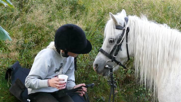 Welsh Mountain (sec A) Patricia billede 6