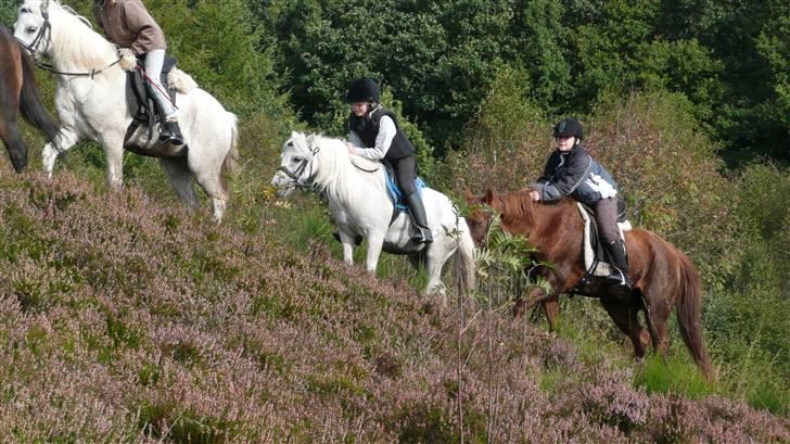 Welsh Mountain (sec A) Patricia billede 7