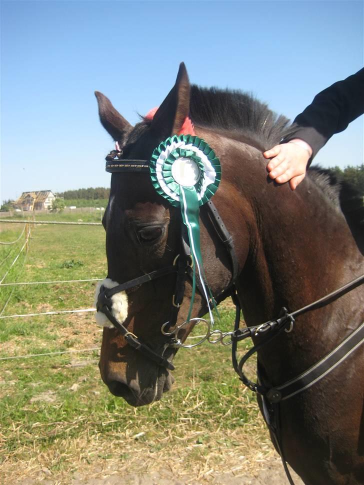 Anden særlig race  TSP/ Araber: Astrid RIP billede 10