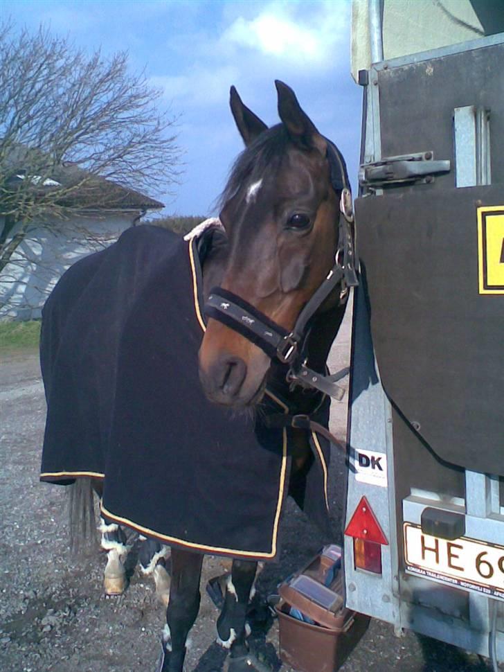 Anden særlig race  TSP/ Araber: Astrid RIP billede 11