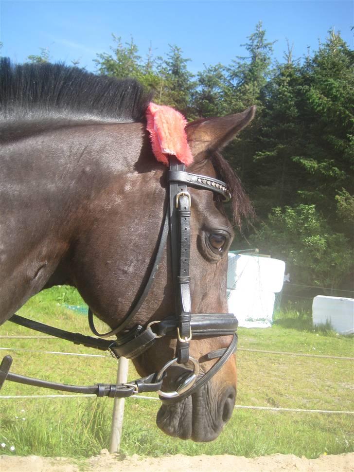 Anden særlig race  TSP/ Araber: Astrid RIP billede 17