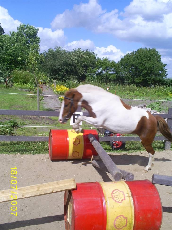 Pinto kærvangs Jolly R.I.P - jollyn springer løst billede 14