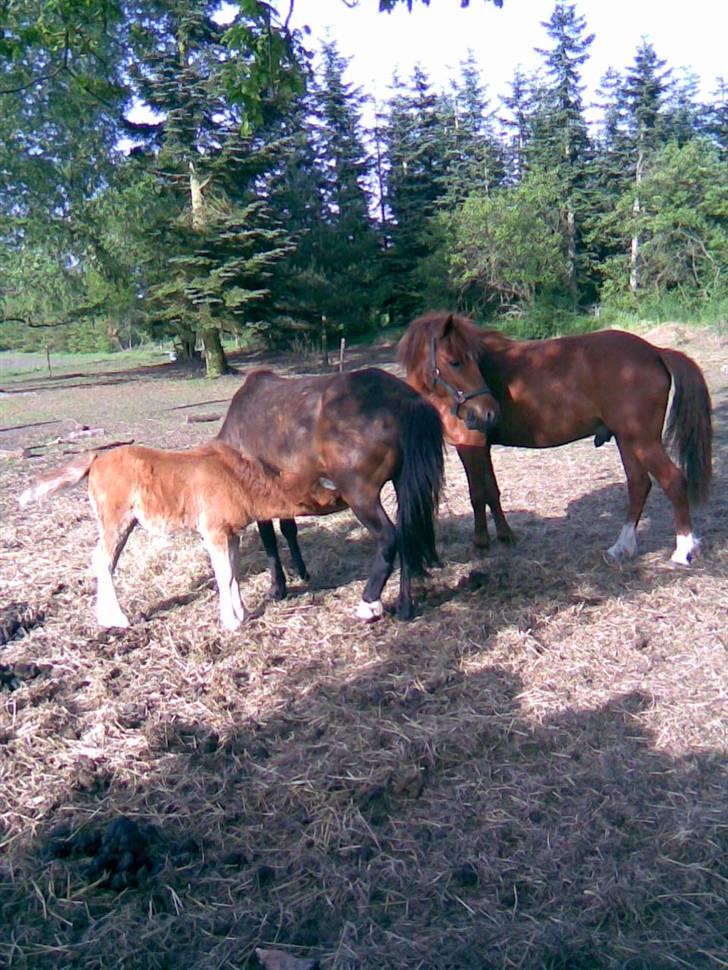 Anden særlig race Mia billede 11