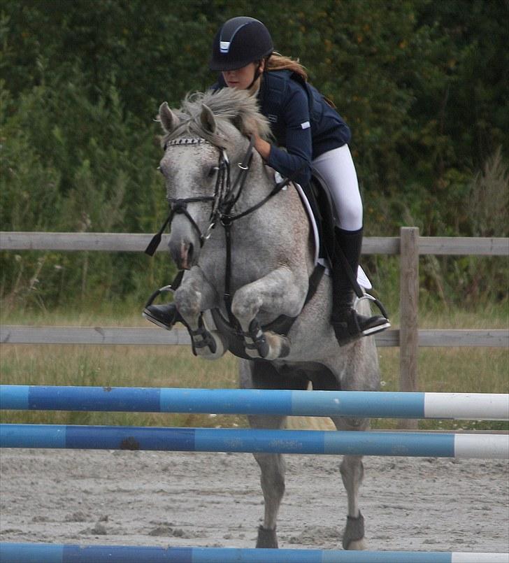 New Forest Laterne |B-pony  - Seje Terne til DM 2010! Foto: Kat! billede 7