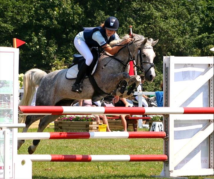 New Forest Laterne |B-pony  - Svendborg landsstævne :)  billede 9