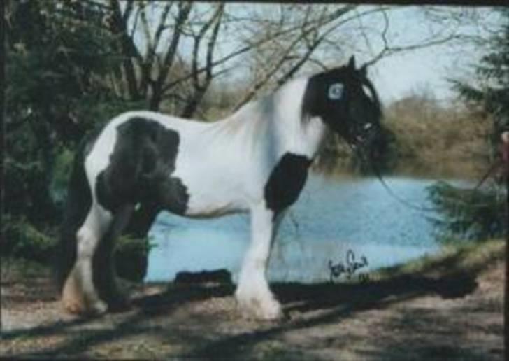 Irish Cob Jessie my Dream - jessies smukke far (;  billede 12