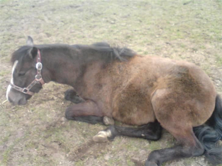 Anden særlig race Søballegårds Sweetest Jojo - billede af Jojo forår 2008 billede 4