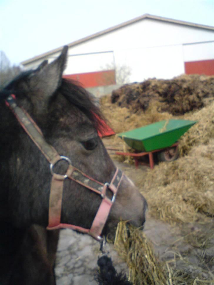 Anden særlig race Søballegårds Sweetest Jojo - Billede af Jojo fra vinter 2007 billede 5