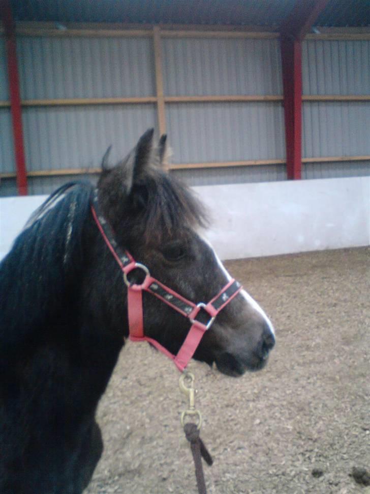 Anden særlig race Søballegårds Sweetest Jojo - Billede af Jojo fra vinter 2007 billede 6