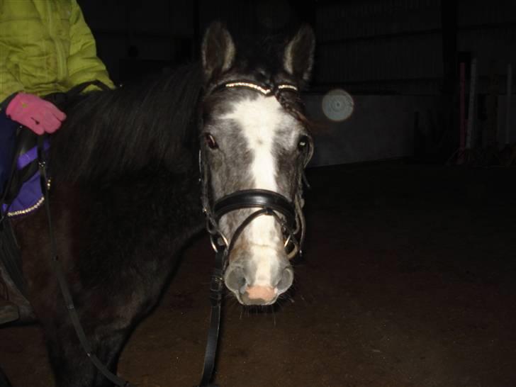 Anden særlig race Søballegårds Sweetest Jojo - Jojo igang med tilridningen ;)  billede 7