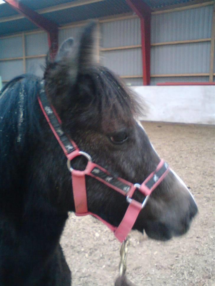 Anden særlig race Søballegårds Sweetest Jojo - Billeder af Jojo fra vinter 2007 billede 8