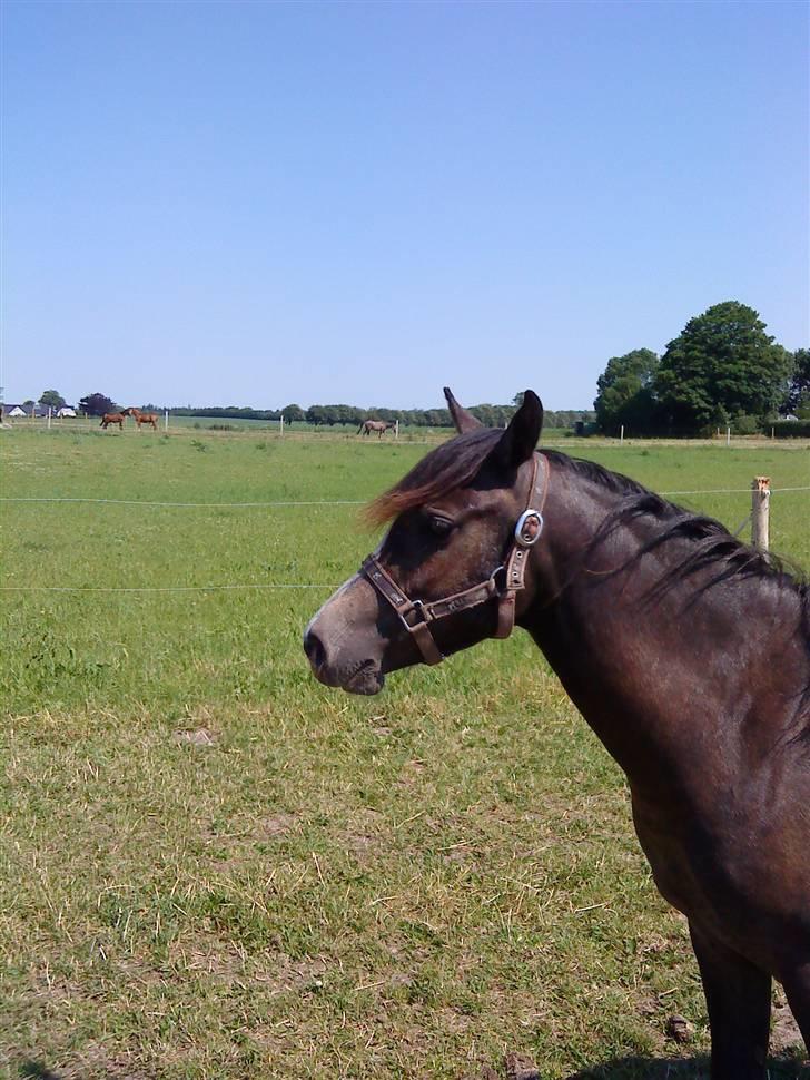 Anden særlig race Søballegårds Sweetest Jojo - Billede af Jojo fra sommer 2008 billede 9