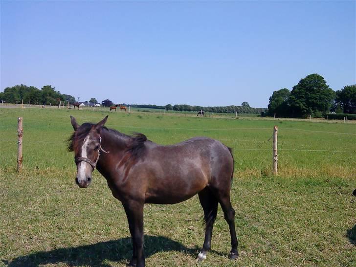 Anden særlig race Søballegårds Sweetest Jojo - Billede af Jojo fra sommer 2008 billede 10