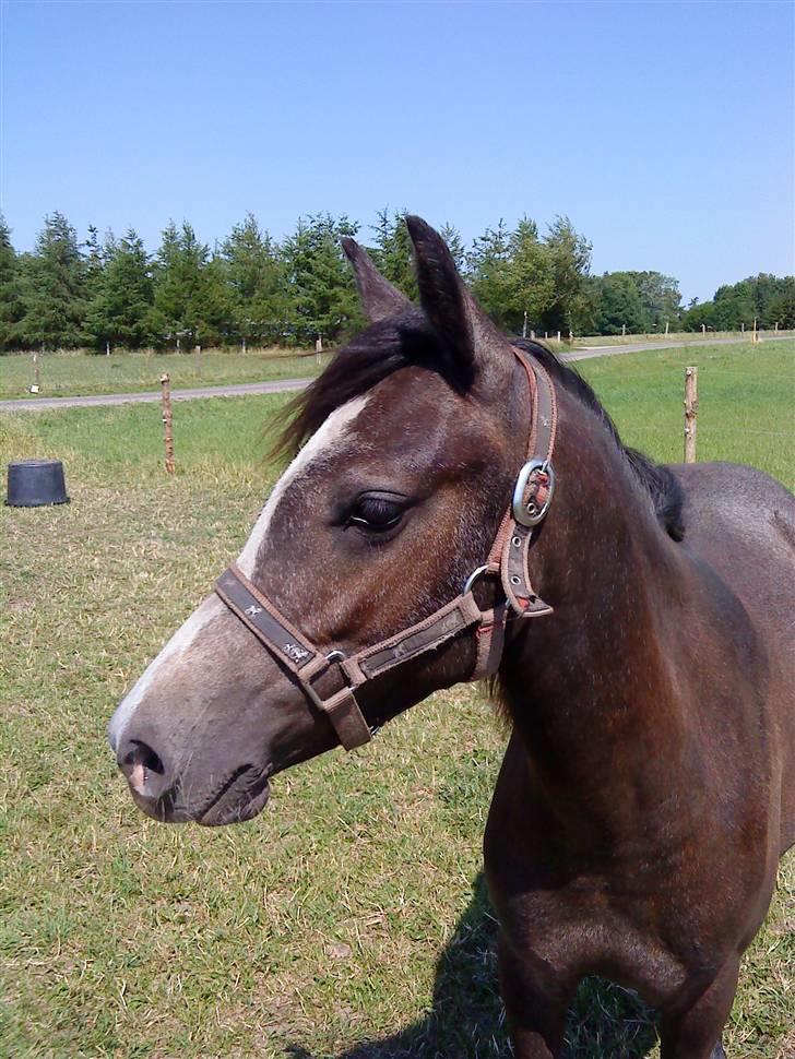 Anden særlig race Søballegårds Sweetest Jojo - Billede af Jojo fra sommer 2008 billede 11