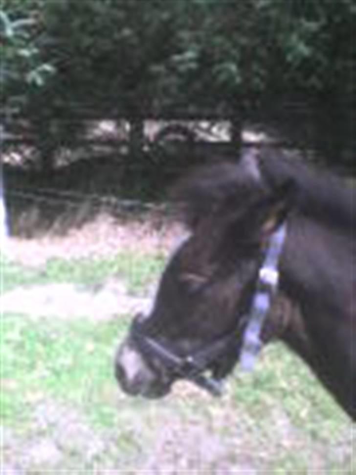 Anden særlig race Søballegårds Sweetest Jojo - Jojo kun nogle få måneder gammel billede 13