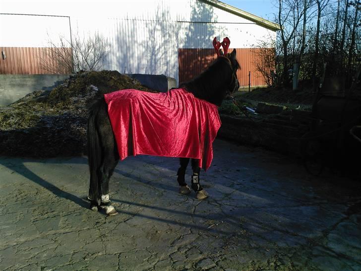 Anden særlig race Søballegårds Sweetest Jojo - Jojo i julekustume - vinteren 2009 - Foto: Lea Madsen billede 14