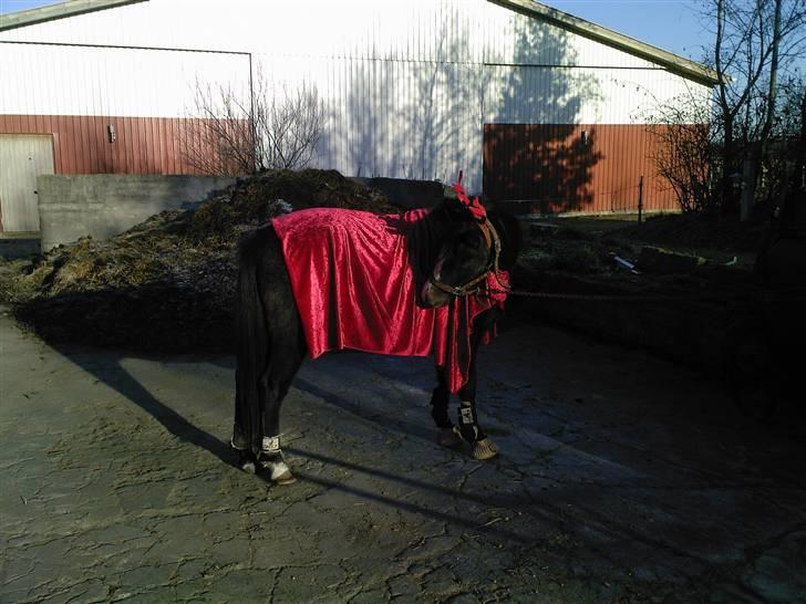 Anden særlig race Søballegårds Sweetest Jojo - Jojo i julekustume - vinteren 2009 - Foto: Lea Madsen billede 15