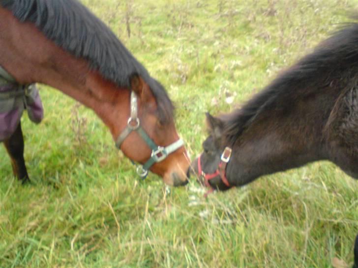 Anden særlig race Søballegårds Sweetest Jojo - Jojo og polle hilser lige på hinanden billede 16