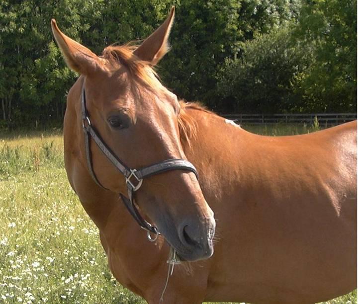 Mecklenburger Uliane R.I.P. billede 2