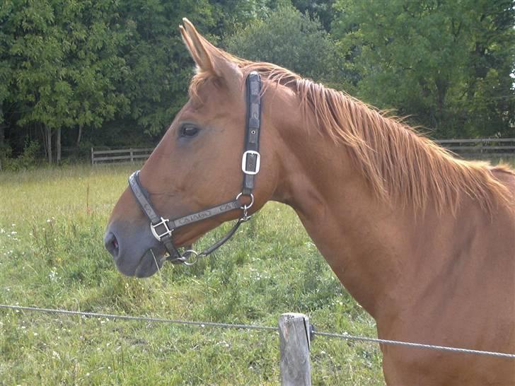 Mecklenburger Uliane R.I.P. billede 4