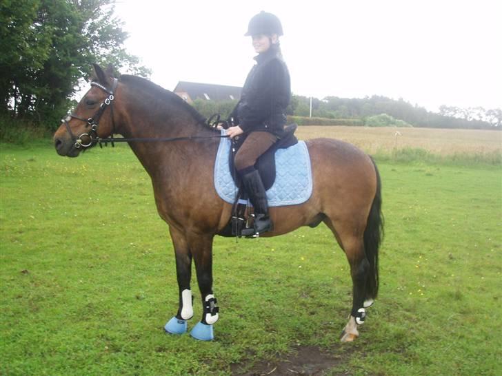 New Forest Red knigth billede 20