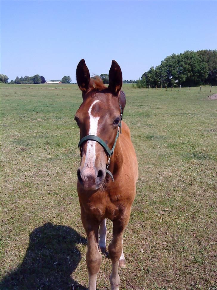 Oldenborg Søballegårds Castello  - Her er Stello  billede 1
