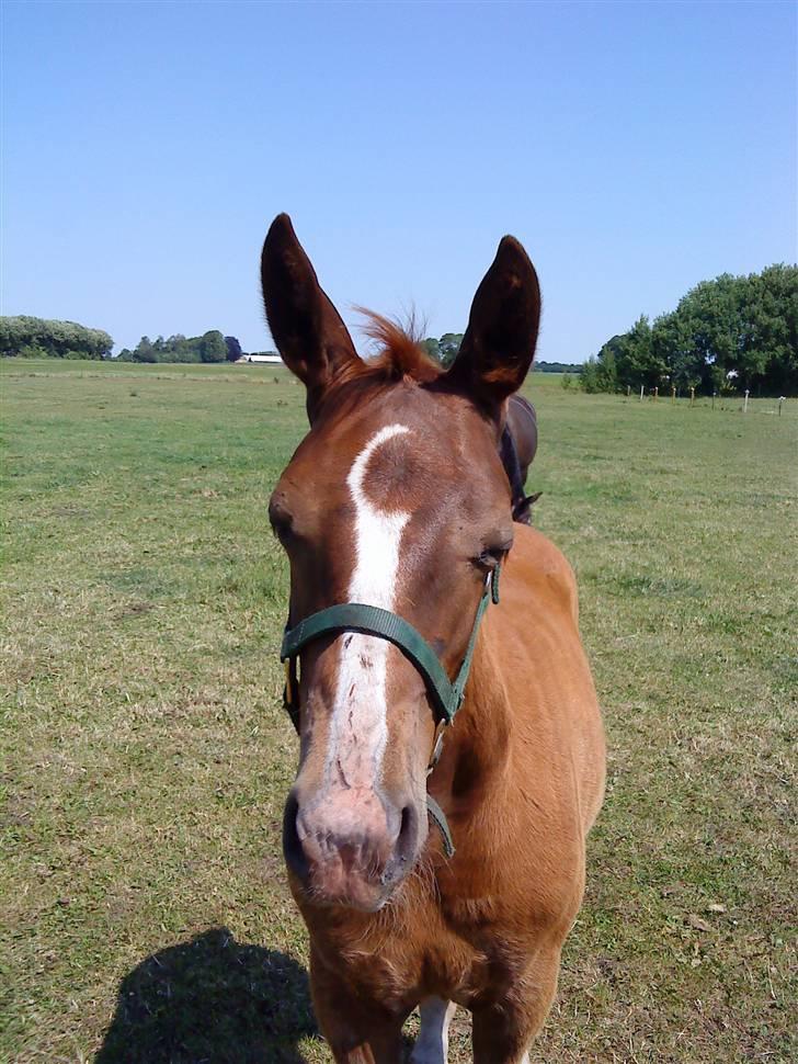 Oldenborg Søballegårds Castello  billede 2