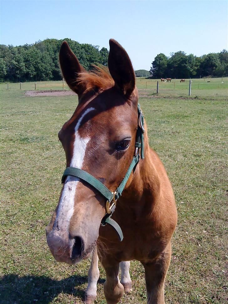 Oldenborg Søballegårds Castello  billede 3