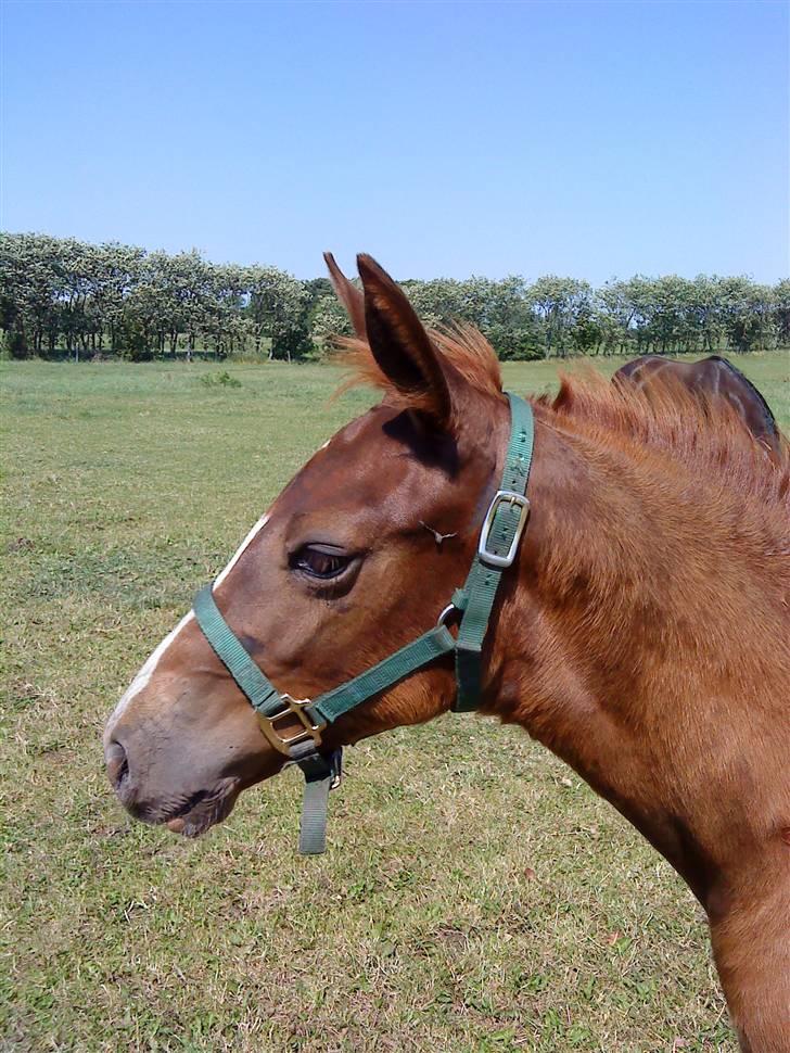 Oldenborg Søballegårds Castello  billede 4