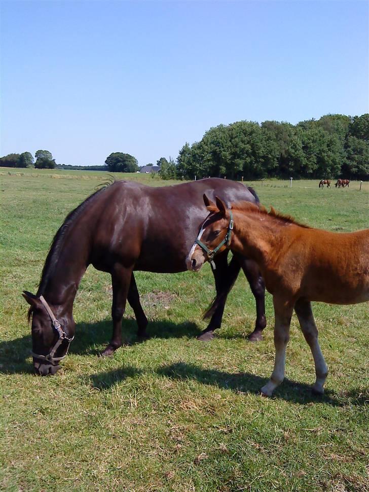 Oldenborg Søballegårds Castello  - Stello sammen med sin mor - Gry Langmose billede 5