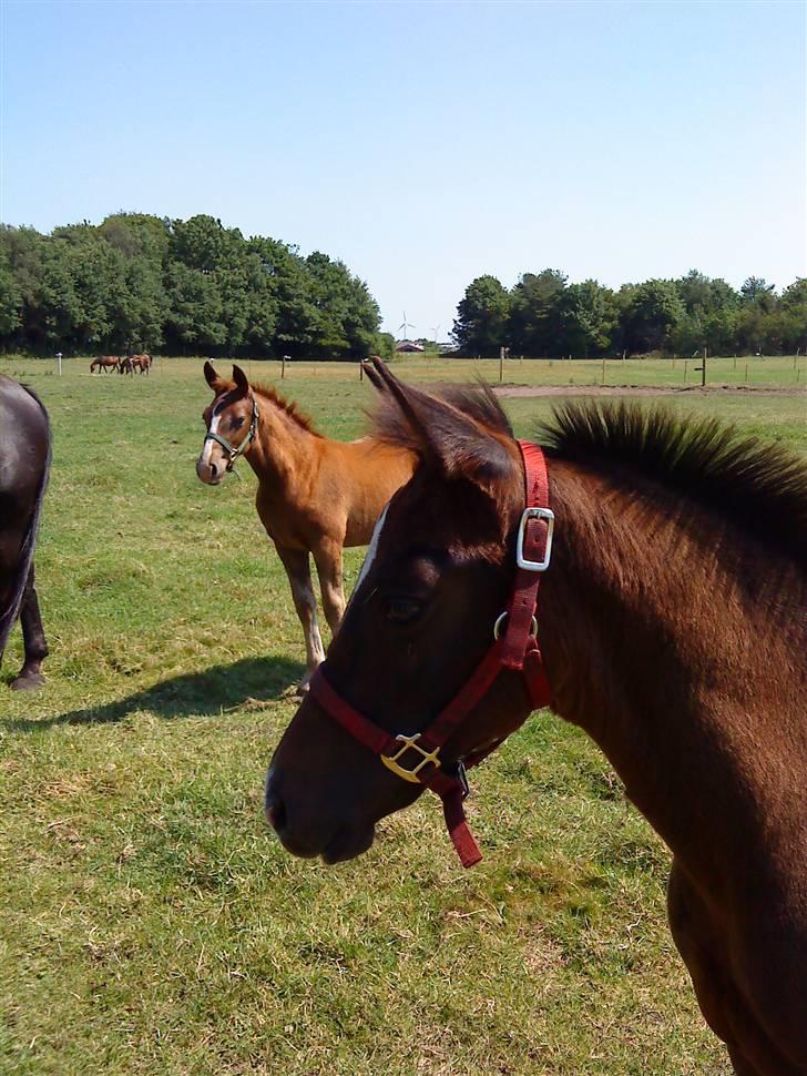 Oldenborg Søballegårds Castello  - Castello - Donna  billede 6