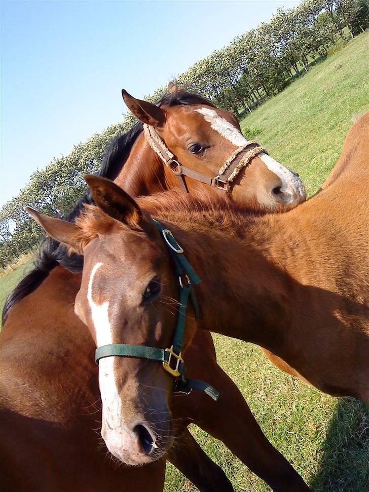 Oldenborg Søballegårds Castello  - Coco og Stello billede 7