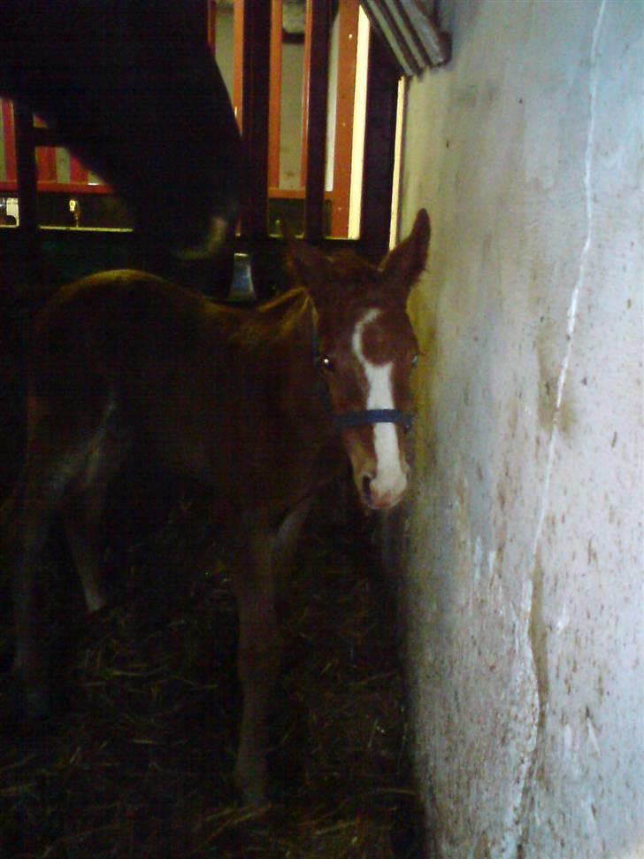 Oldenborg Søballegårds Castello  - Stello 3 dage gammel billede 8