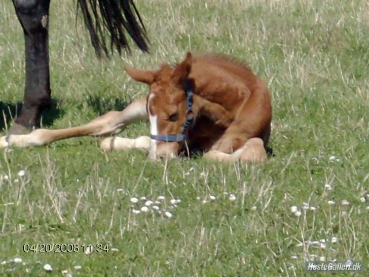 Oldenborg Søballegårds Castello  - Stello hygger lidt i varmen billede 9