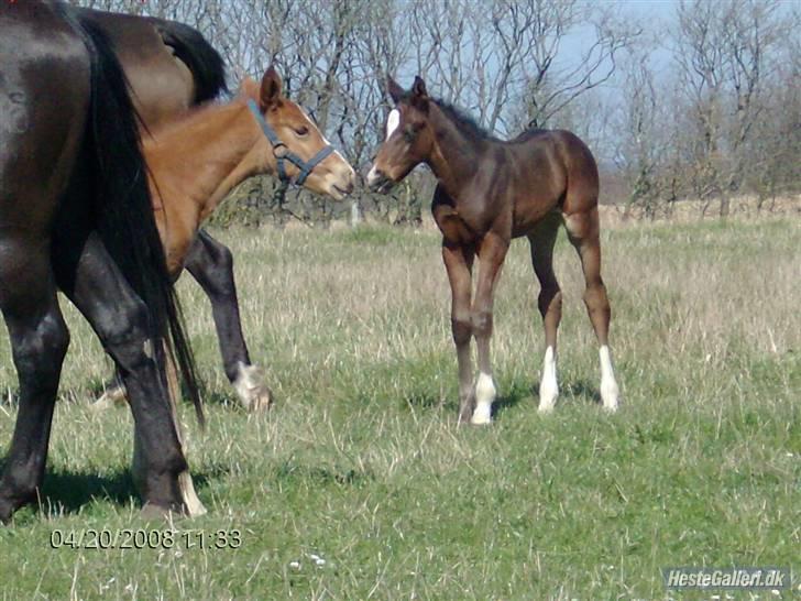 Oldenborg Søballegårds Castello  - Stello og Donna er et godt makkerpar billede 10