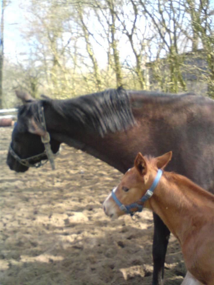 Oldenborg Søballegårds Castello  - Castello og Gry billede 11