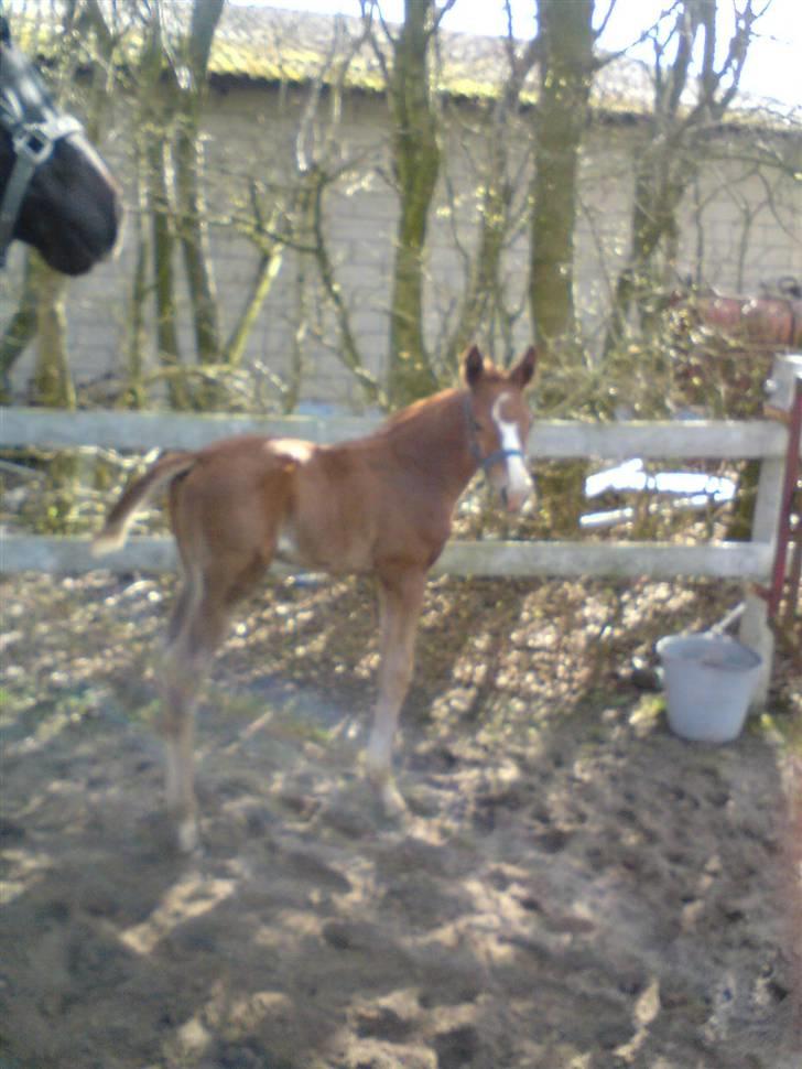 Oldenborg Søballegårds Castello  - Stello og Gry billede 12