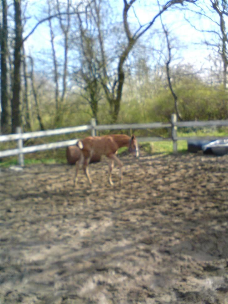 Oldenborg Søballegårds Castello  - Stello nogle dage gammel billede 13
