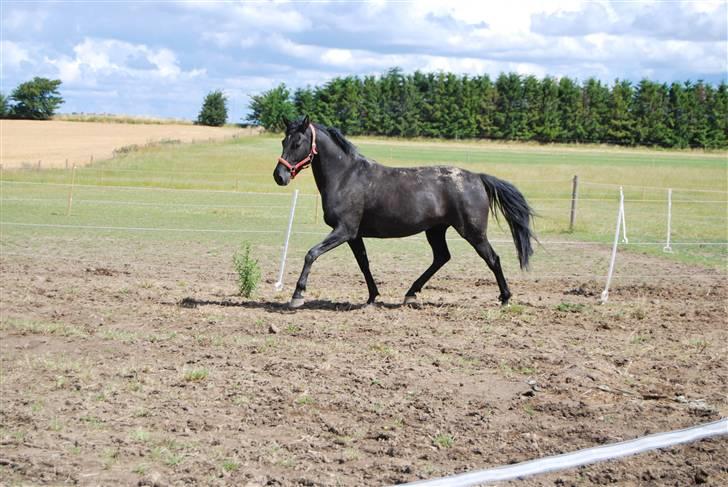 DSP Westerndorf Hirstory - der er go på! billede 8