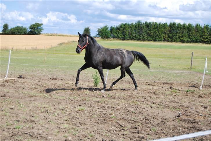 DSP Westerndorf Hirstory billede 9